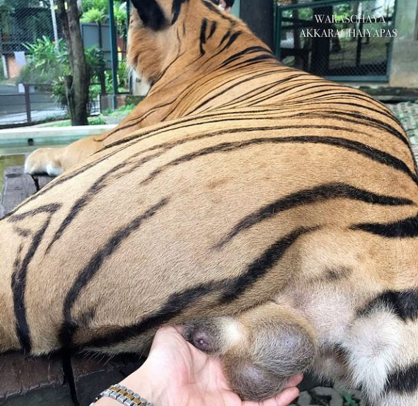 Una turista agarra los testículos de un tigre para sacarse una foto en