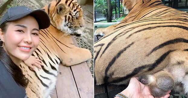 Una turista agarra los testículos de un tigre para sacarse una foto en un zoo de Tailandia