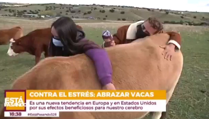 Abrazar vacas para quitar el estrés y la ansiedad