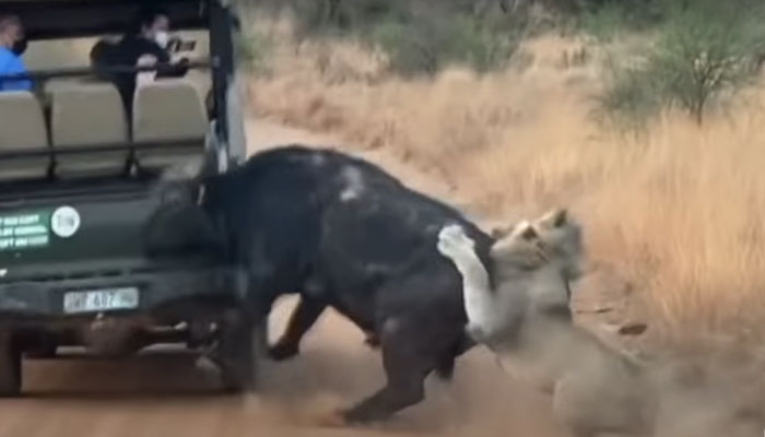 Un búfalo se estrella de cabeza contra un vehículo en su intento de escapar de una manada de leones