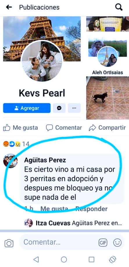 Acusan a una pareja de adoptar cachorros para alimentar a sus serpientes