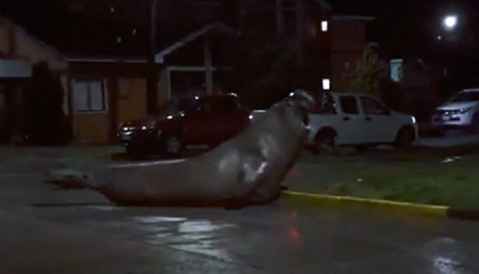 Un elefante marino desorientado aparece paseando por una ciudad en Chile