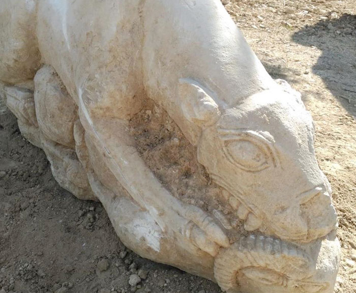 Un agricultor halla una leona íbera cuando araba un olivar en San Sebastián de los Ballesteros, Córdoba