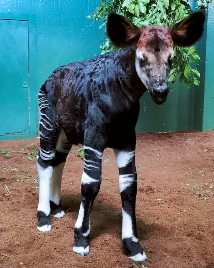 Nace un okapi en el zoo de Londres. Se consideran los mamíferos supervivientes más antiguos de la Tierra y están en peligro de extinción 