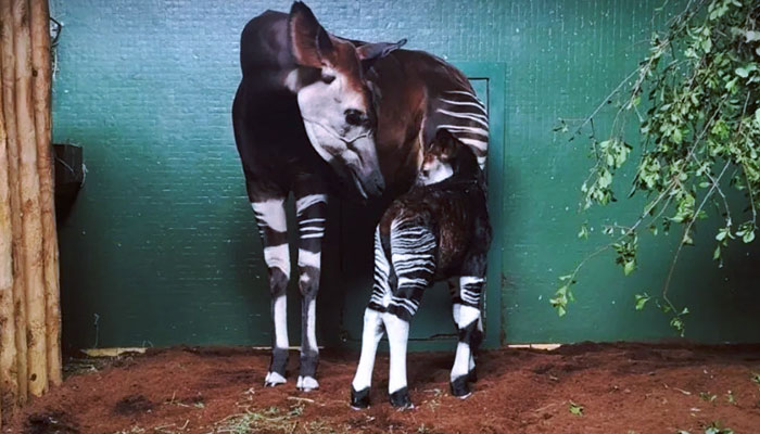 Nace un okapi en el zoo de Londres. Se consideran los mamíferos supervivientes más antiguos de la Tierra y están en peligro de extinción 