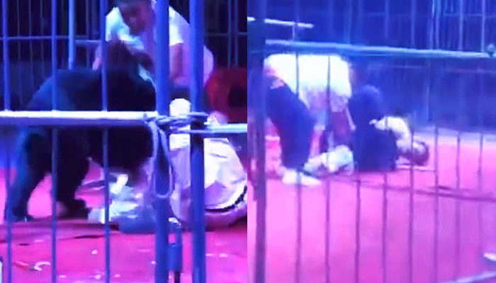 Vídeo: Un oso de casi 200 kilos ataca a un domador durante un espectáculo en un circo