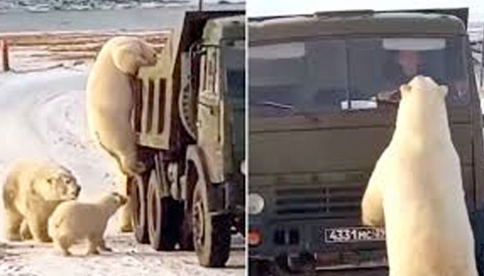 Graban el momento en el que una docena de osos polares 'registra' un camión de la basura en el norte de Rusia