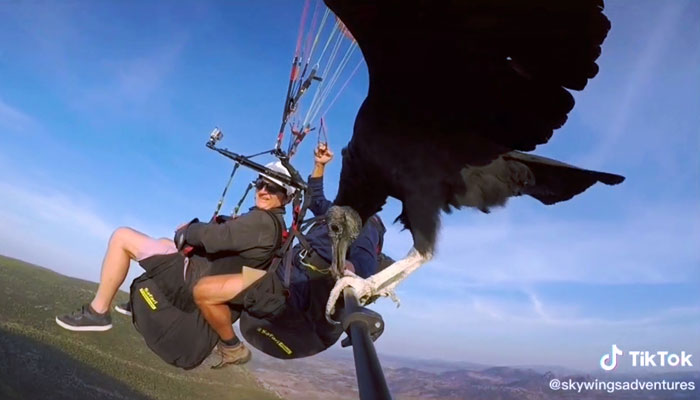 Parahawking: Haciendo parapente con un buitre al lado Algodonales, Cádiz