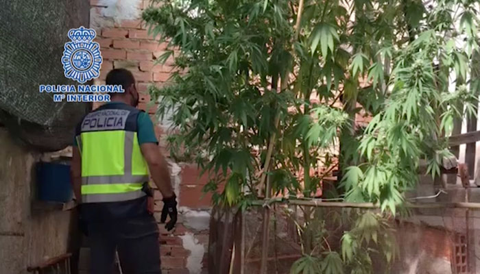 Detenida una pareja que cultivó una planta de marihuana que se convirtió en un árbol de 5 metros