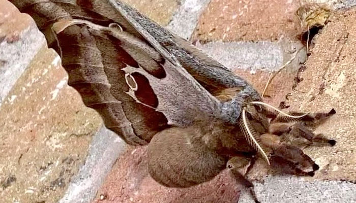 De película de terror: Una polilla gigante parecida a una tarántula con alas causa temor en EEUU