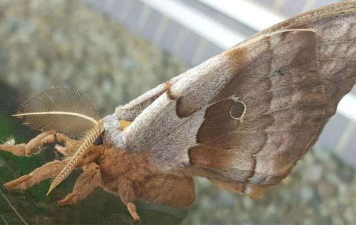 De película de terror: Una polilla gigante parecida a una tarántula con alas causa temor en EEUU