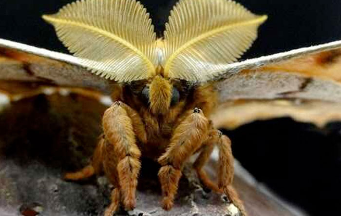 De película de terror: Una polilla gigante parecida a una tarántula con alas causa temor en EEUU