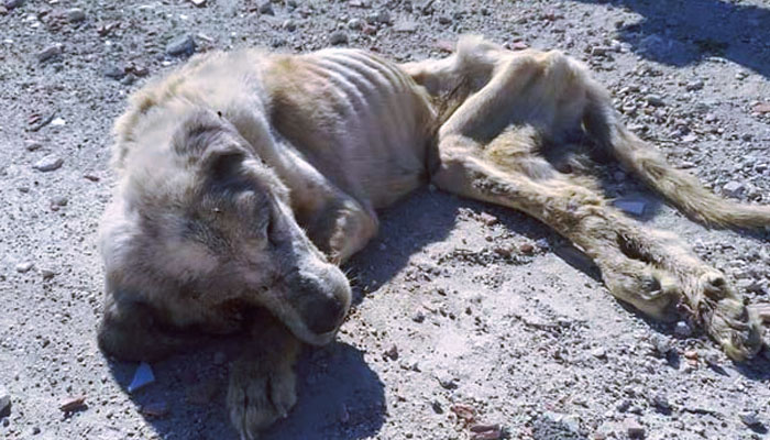 Detienen en Elche al dueño de Ragnar, el mastín maltratado encontrado en febrero abandonado junto a un contenedor