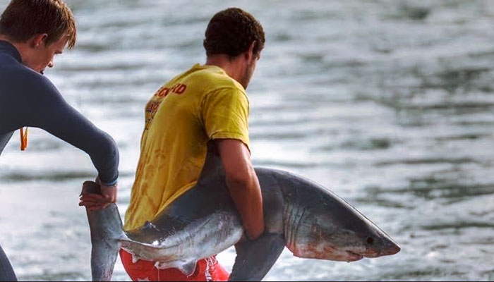 Rescatan a un tiburón que se había quedado atrapado en una zona rocosa de la costa