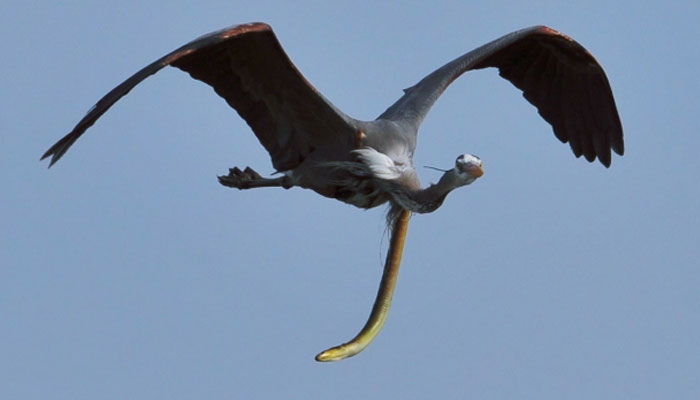 Una anguila atravesó la garganta de una garza para escapar de ser devorada viva