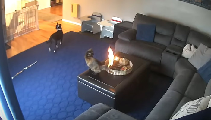 Este gato se queda indiferente cuando ve que su cola empieza a arder al acercarse a una vela que había en la mesa