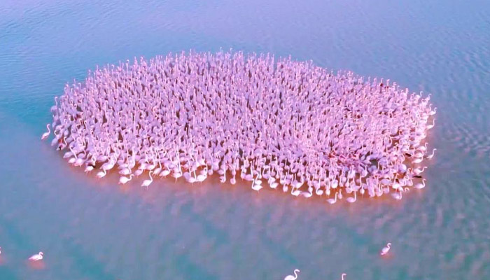 Cientos de flamencos se reúnen en un lago de Kazajistán