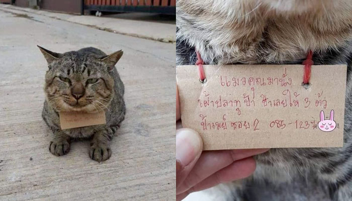 Un gato desaparecido durante tres días regresa a casa con una deuda de una pescadería al cuello