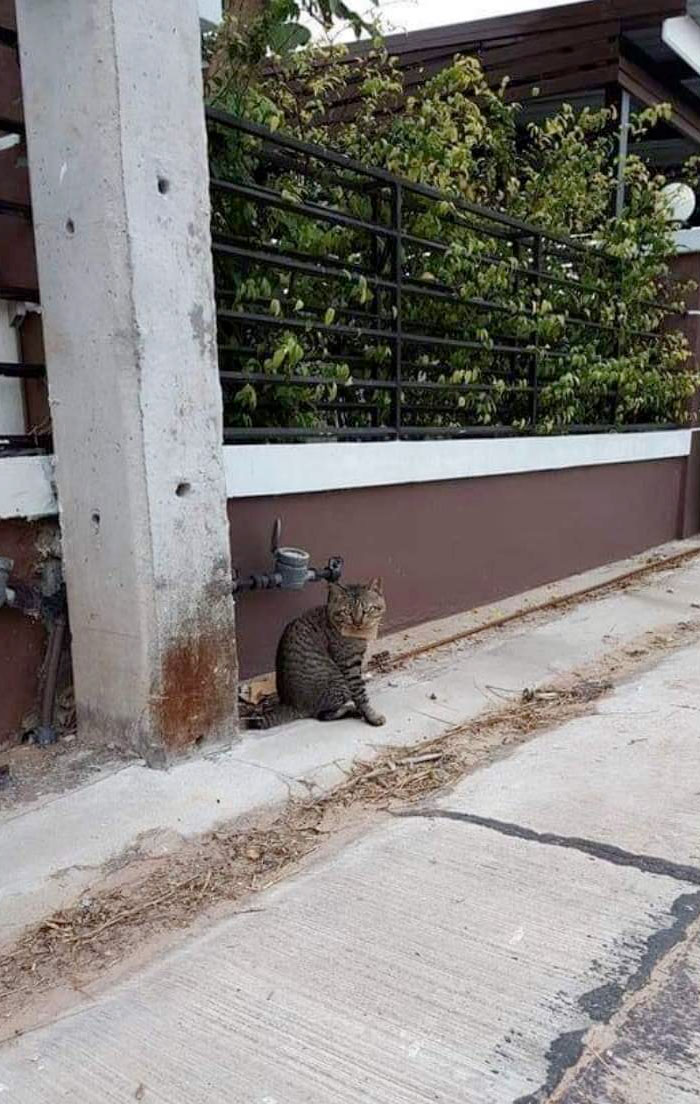 Un gato desaparecido durante tres días regresa a casa con una deuda de una pescadería al cuello