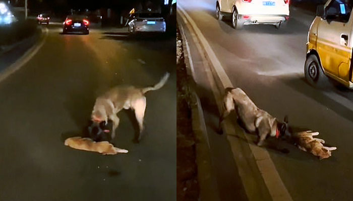 Un perro arrastra a un gato lejos del tráfico e intenta despertarlo después de que fuese atropellado