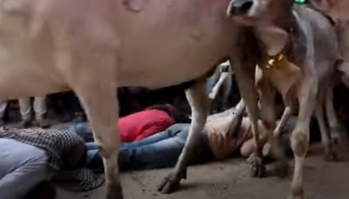 Decenas de personas se dejan pisotear por 200 vacas en un ritual hindú