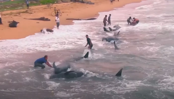 Rescatan a un centenar de ballenas que quedaron varadas en una playa de Sri Lanka