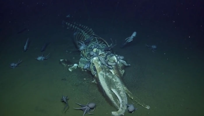 Los restos de una ballena son devorados por la fauna marina