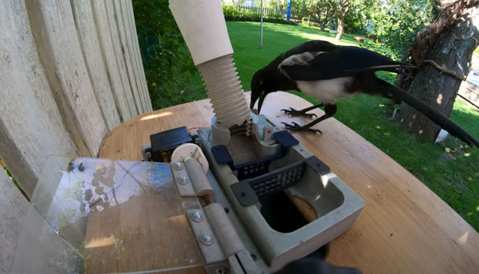 Esta urraca descubre que poniendo una chapa de una botella en una ranura de la máquina, el dispensador le da comida