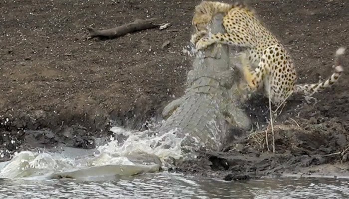 El momento en el que un cocodrilo atrapa a un guepardo que bebía agua en la orilla
