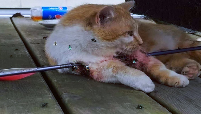 Rescatan a un gato abandonado que fue atravesado por una flecha de metal y lo curan