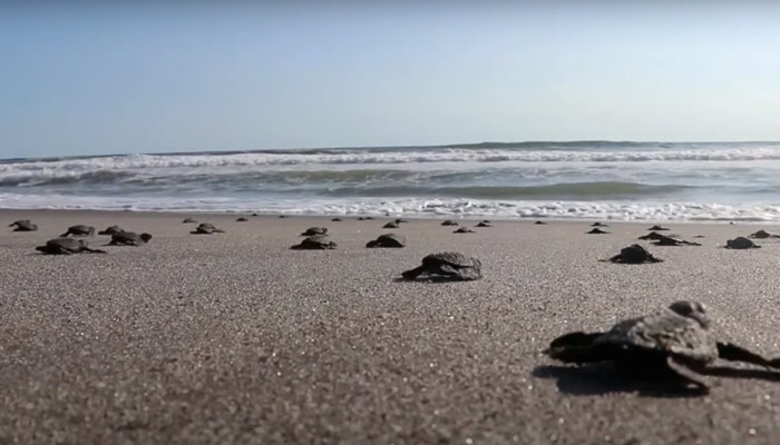 Liberan varios centenares de crías de tortuga en una playa de El Salvador