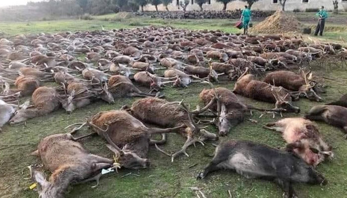 16 cazadores españoles se van a Azambuja (Portugal) y terminan con la vida de 540 jabalíes y venados en una montería