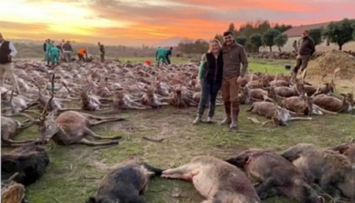 16 cazadores españoles se van a Azambuja (Portugal) y terminan con la vida de 540 jabalíes y venados en una montería