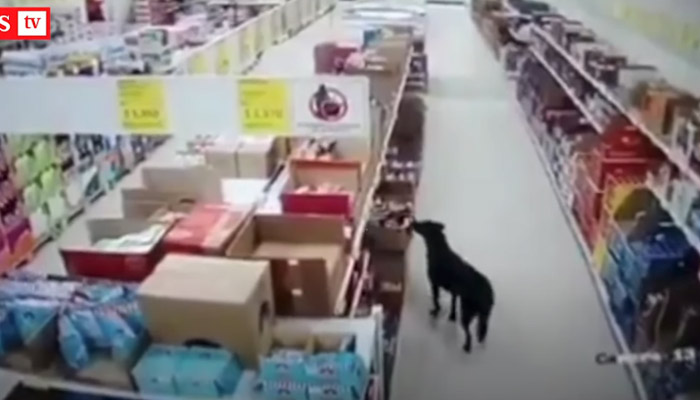 Un perro entra en un supermercado para robar una bolsa de comida