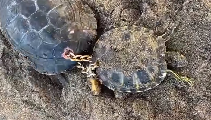 Dos tortugas aparecen encadenadas por los caparazones en la playa tinerfeña de La Tejita