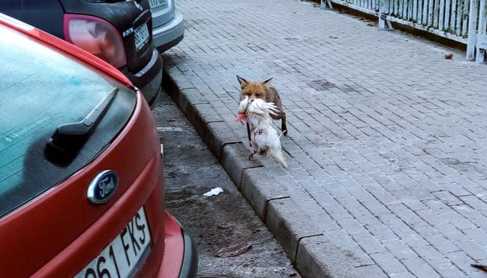 Un zorro se pasea con su presa, una gallina, por la zona urbana de Cangas de Onís