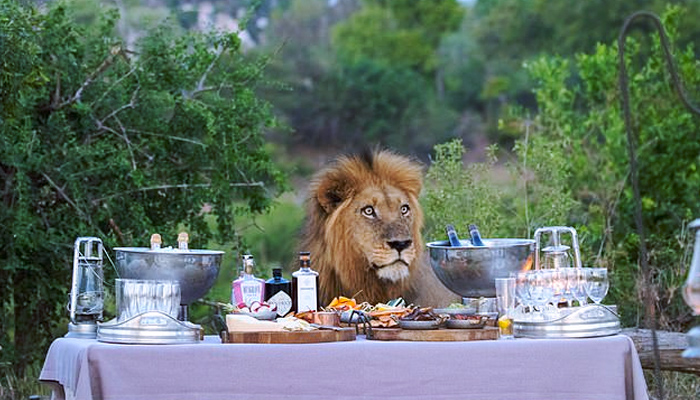 Captan el momento en que un león se une a una cena de unos turistas en un parque natural de África