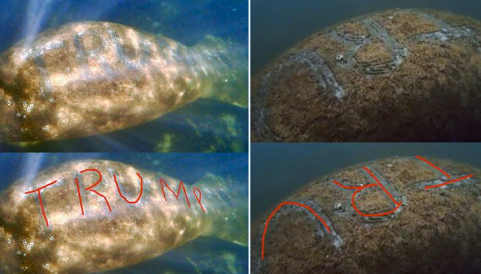 Investigan el ataque a un manatí al que tatuaron la palabra 'Trump' en el lomo