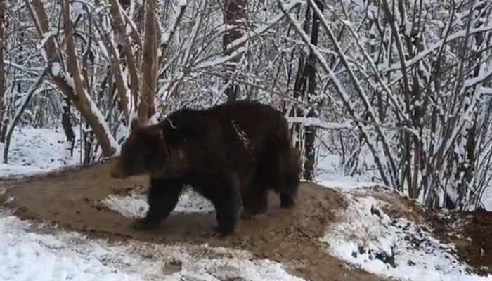 La triste historia tras el vídeo del oso ''atrapado'' en una jaula imaginaria tras 20 años en un zoo