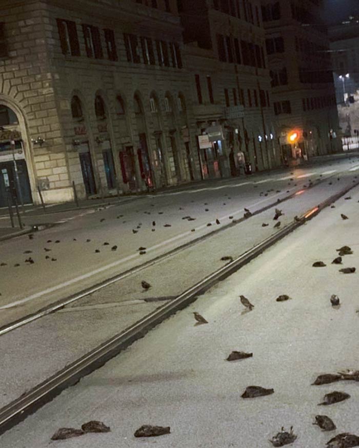Centenares de pájaros muertos en el centro de Roma tras las celebraciones de año nuevo (Vídeos)