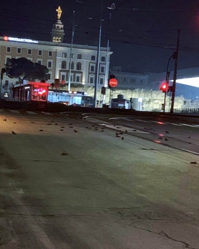 Centenares de pájaros muertos en el centro de Roma tras las celebraciones de año nuevo (Vídeos)