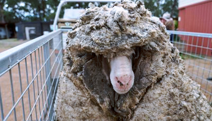 Esquilan a una oveja rescatada después de cinco años y obtienen un vellón de lana de 35 kilos