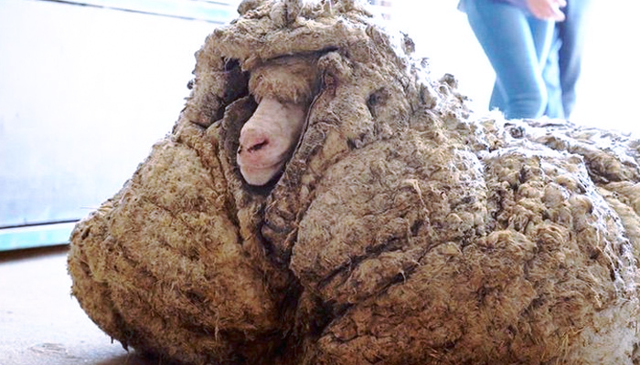 Esquilan a una oveja rescatada después de cinco años y obtienen un vellón de lana de 35 kilos