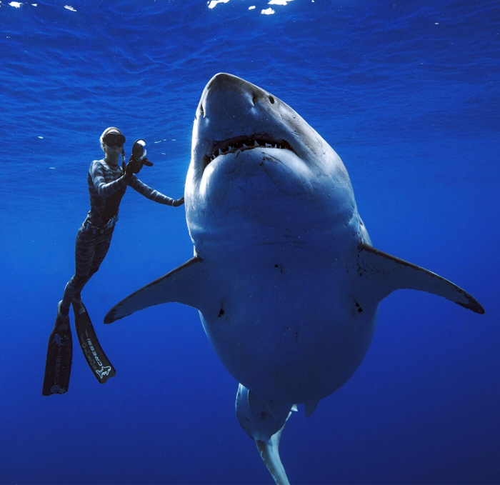 Ocean Ramsey se encuentra con un enorme tiburón blanco de 6 metros