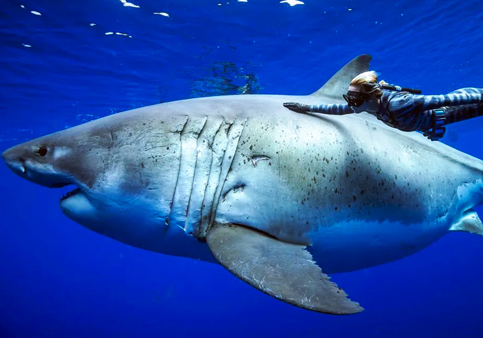 Ocean Ramsey se encuentra con un enorme tiburón blanco de 6 metros