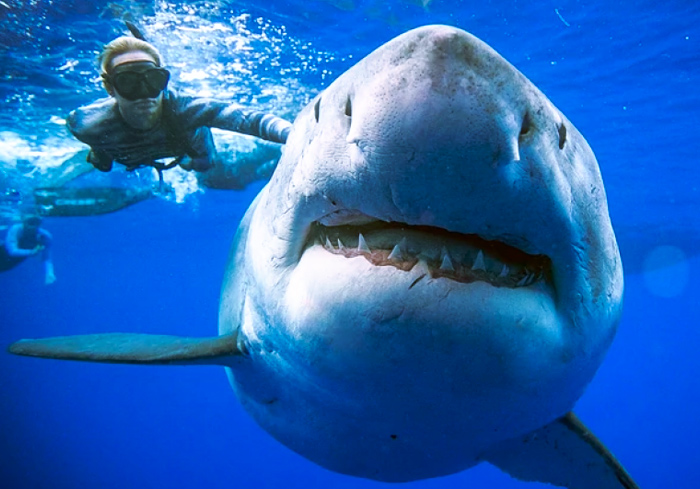 Ocean Ramsey se encuentra con un enorme tiburón blanco de 6 metros