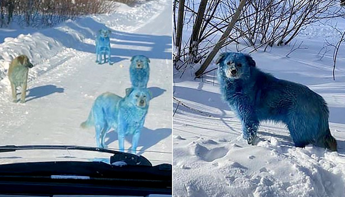 Varios perros callejeros se vuelven de color azul por la contaminación de los desechos químicos cerca de una fábrica rusa