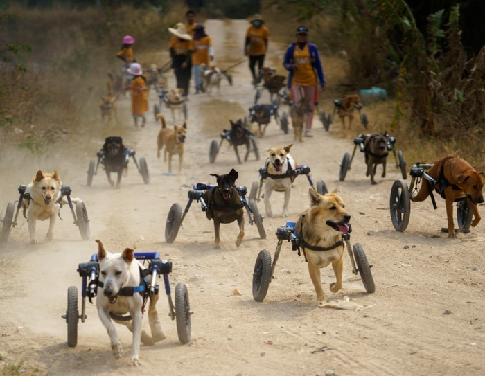 El refugio para perros en silla de ruedas de Chon Buri