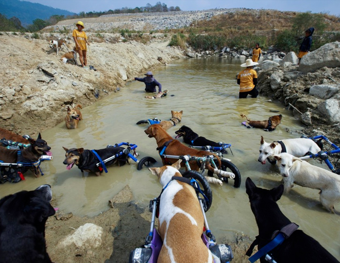 El refugio para perros en silla de ruedas de Chon Buri