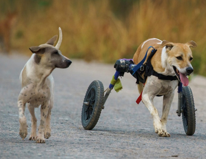 El refugio para perros en silla de ruedas de Chon Buri